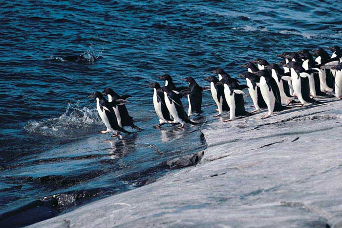 南冰洋的企鵝
