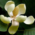 山玉蘭(植物)