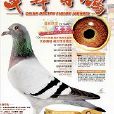 中華信鴿 中華信鴿