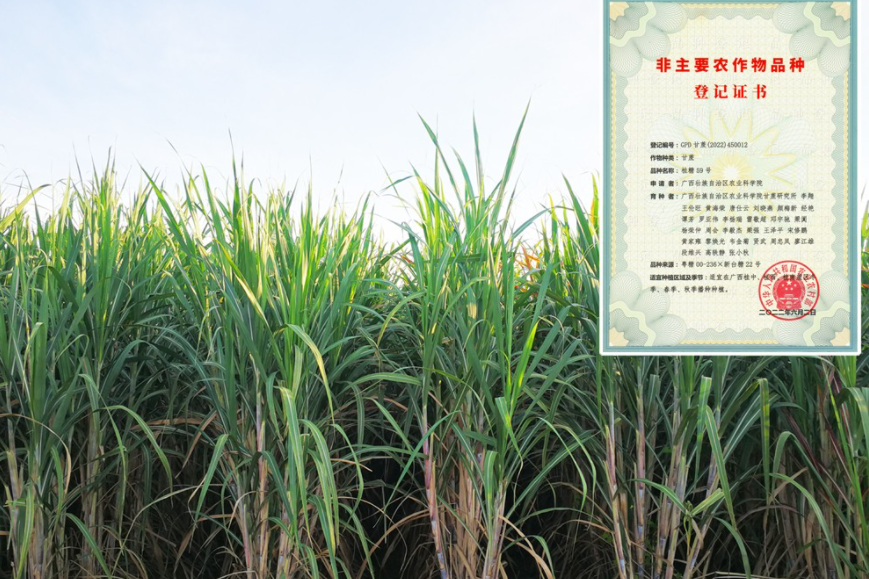 桂糖59號 桂糖59號