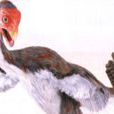 尾羽鳥 尾羽鳥