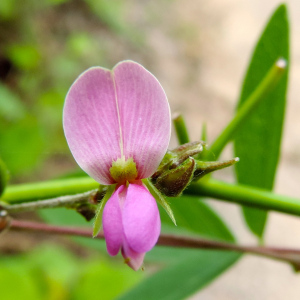 Galactia acapulcensis
