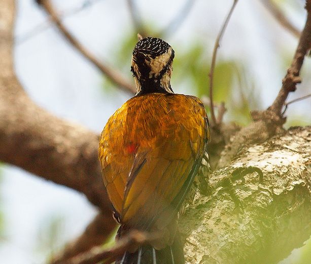 金背三趾啄木鳥爪哇島亞種