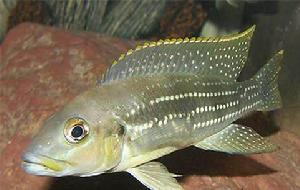 珍珠雀魚