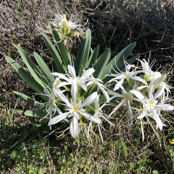 Pancratium illyricum