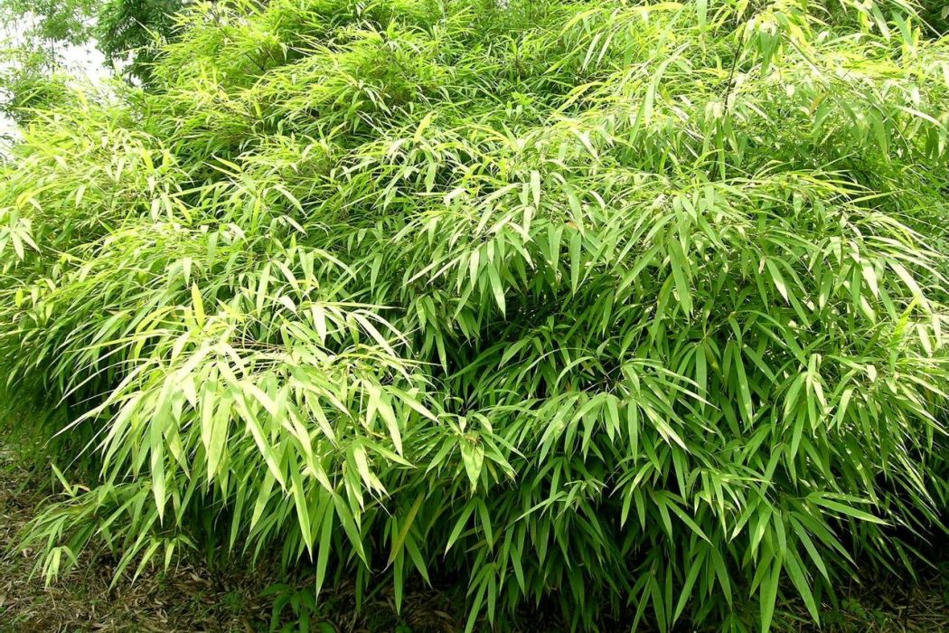 紫序箭竹 紫序箭竹