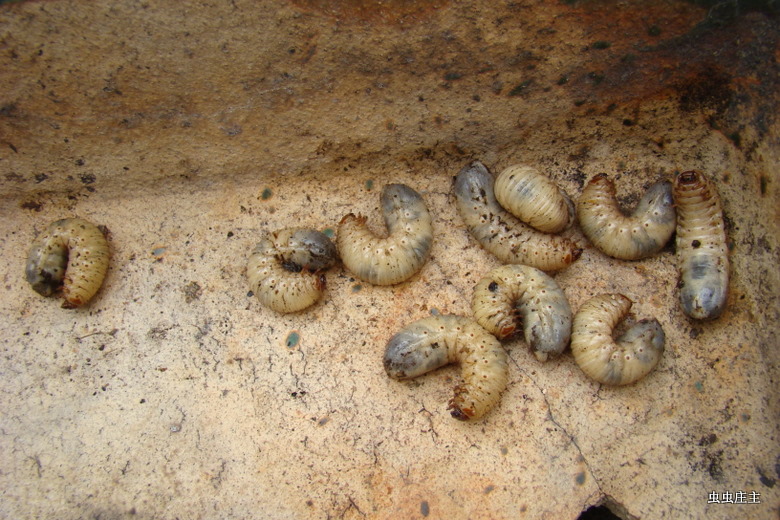 金龜子幼蟲