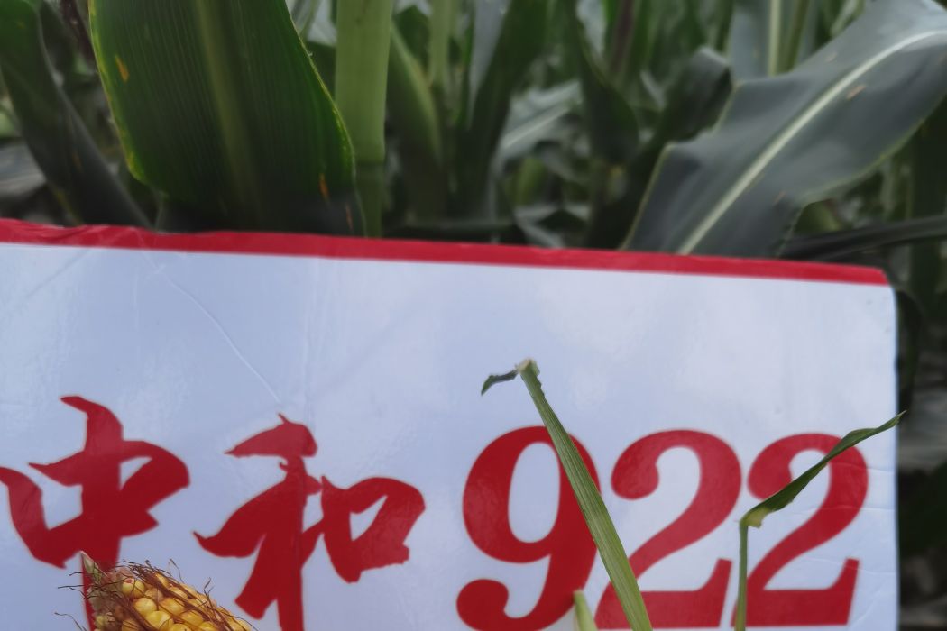 中和922 中和922