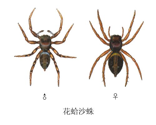 花蛤沙蛛 花蛤沙蛛