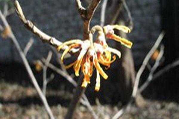 Hamamelis × intermedia \x27Cyrill\x27