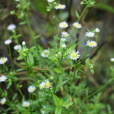 一年蓬(菊科飛蓬屬植物) 一年蓬(菊科飛蓬屬植物)