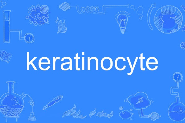 keratinocyte keratinocyte