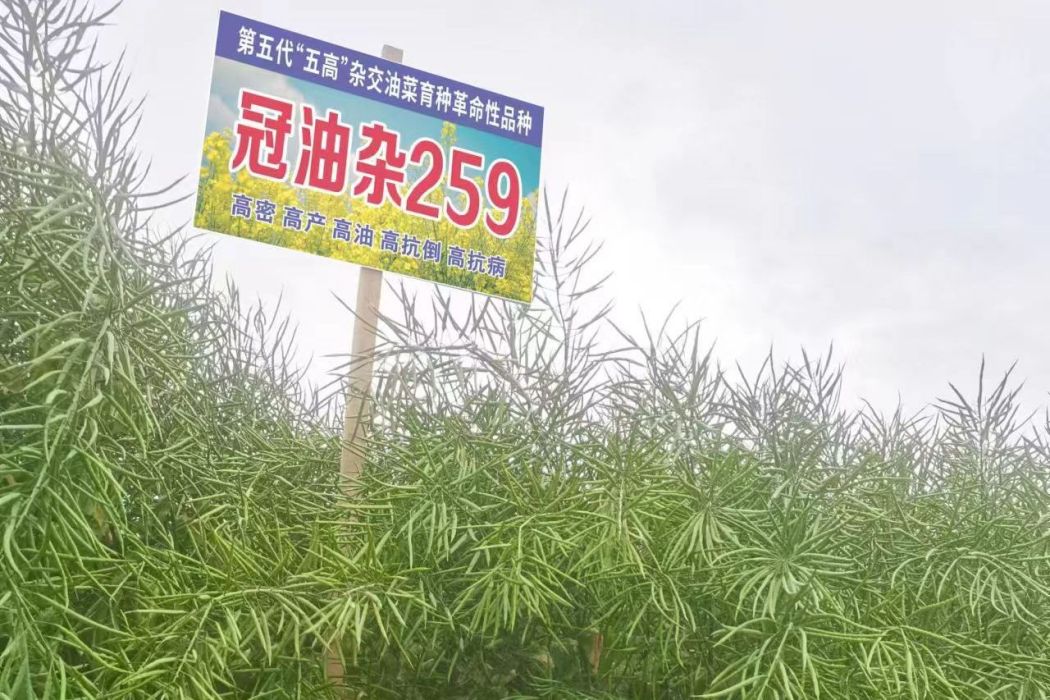 冠油雜259 冠油雜259