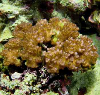 柵列鹿角珊瑚