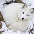 白狐(北極狐屬哺乳動物)