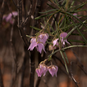 Guichenotia macrantha