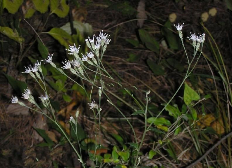 絹毛風毛菊 絹毛風毛菊