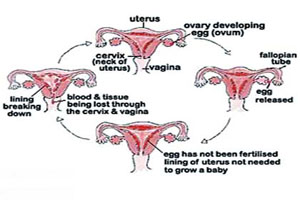 月經產生原理