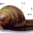 庭院大蝸牛 庭院大蝸牛