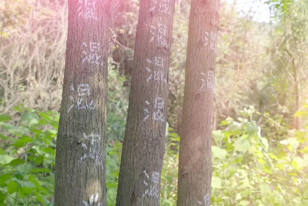 舞音世界 舞音世界