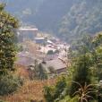 樹草村 樹草村