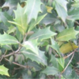 香木菌桂 香木菌桂