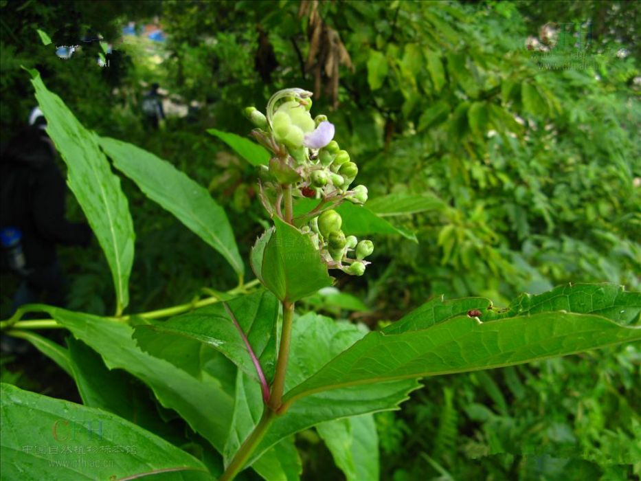 草本三對節 草本三對節