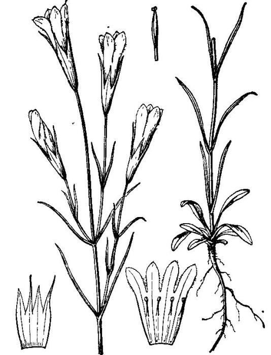 高原扁蕾 高原扁蕾
