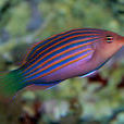六帶擬唇魚 六帶擬唇魚