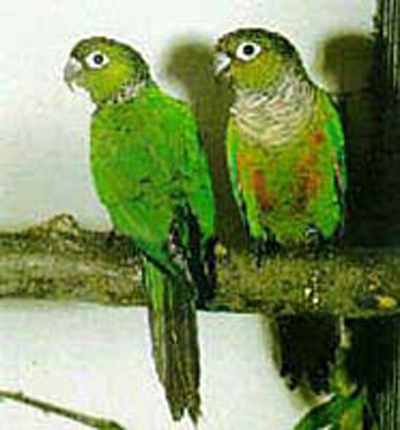 栗尾鸚哥秘魯亞種
