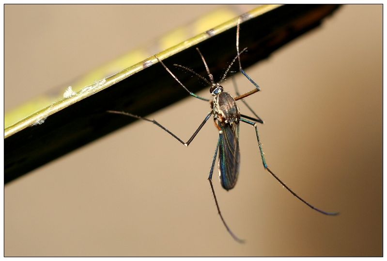 刺吸式害蟲——蚊子