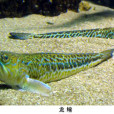 龍[魚鯗]