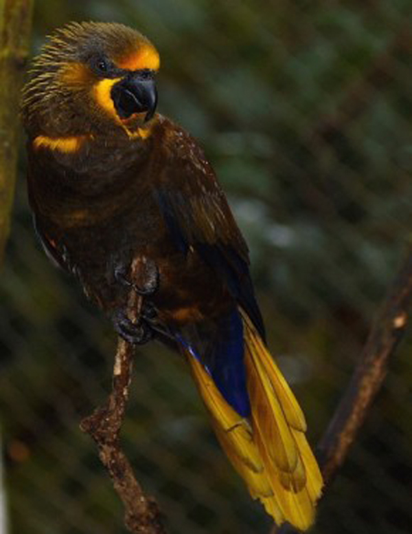 褐色吸蜜鸚鵡紐幾內亞亞種
