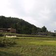 大堵村 大堵村