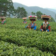 國勝茶 國勝茶