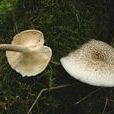 虎皮香菇 虎皮香菇