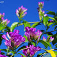 紫艷(杜鵑花屬栽培品種)