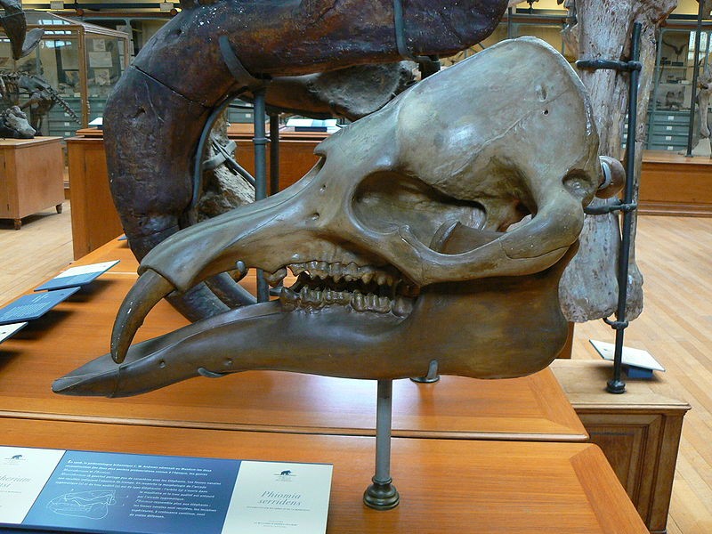 始乳齒象頭骨化石