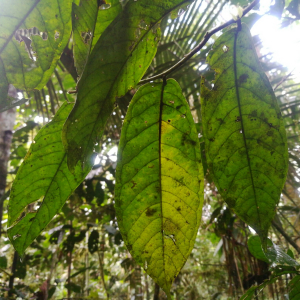 Cremastosperma megalophyllum