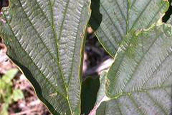 Hamamelis vernalis \x27Purpurea\x27 Hamamelis vernalis \x27Purpurea\x27