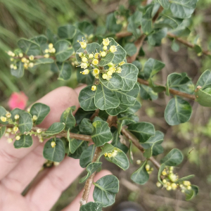 Schinus sinuata