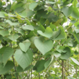 山麻桿(大戟目大戟科植物)