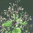 下田菊(菊科下田菊屬一年生草本植物) 下田菊(菊科下田菊屬一年生草本植物)