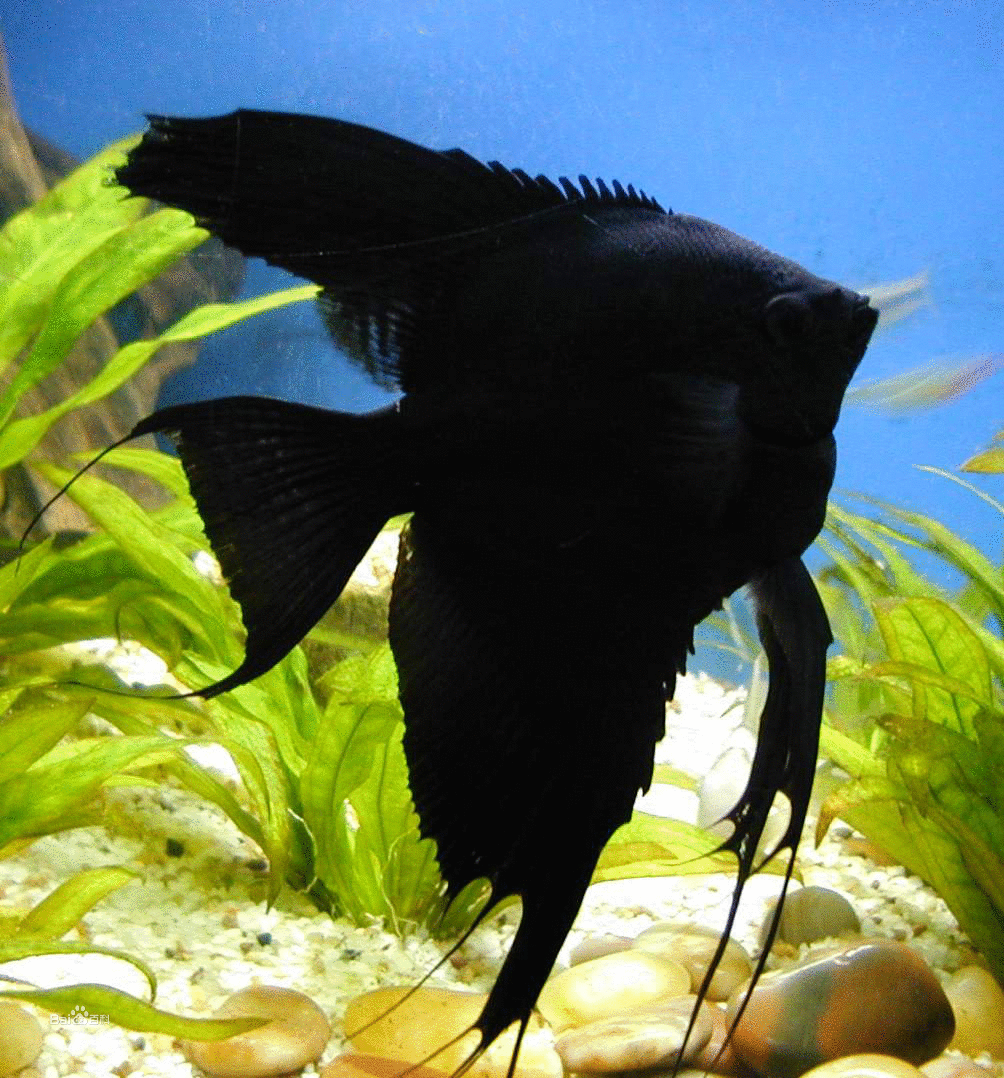 黑燕魚