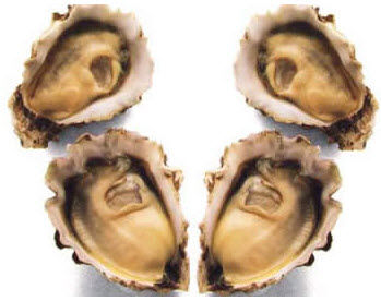 圖2 太平洋牡蠣外觀特徵