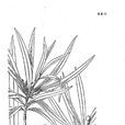 菲律賓羅漢松 菲律賓羅漢松
