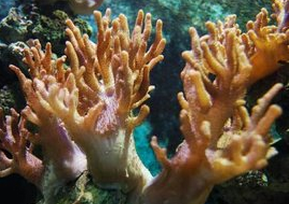 鹿角珊瑚科