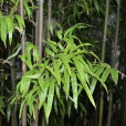 橄欖竹 橄欖竹