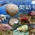 貝類動物 貝類動物