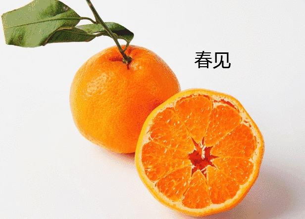 春見柑橘